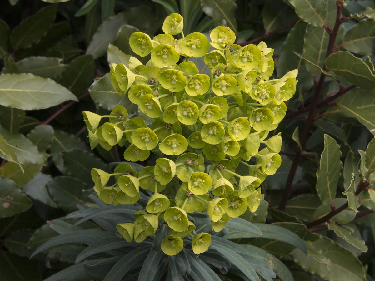 Euphorbia wulfenii